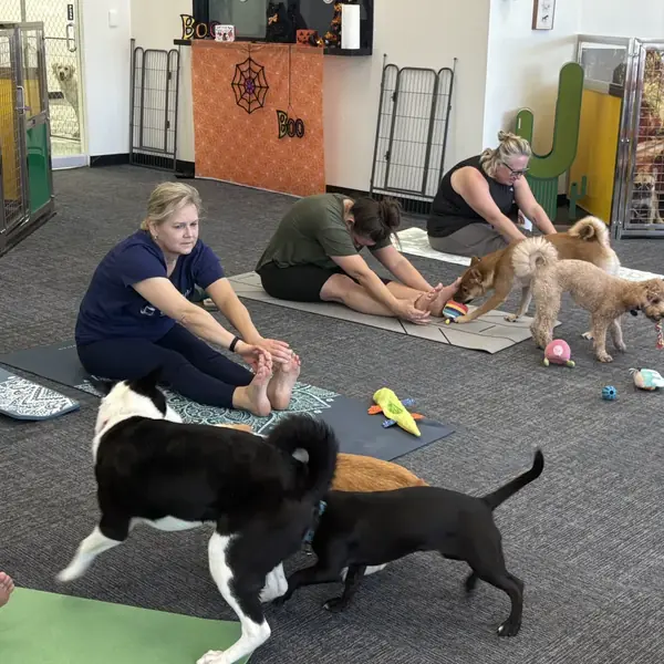 Tiny guest at K9 Rox Club puppy yoga